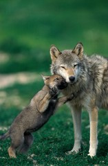  European Wolf, canis lupus, Pup playing with Female