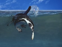Humboldt Penguin, Spheniscus Humboldti, Adult Fishing