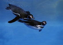 Humboldt Penguin, Spheniscus Humboldti, Adults Swimming Under Water