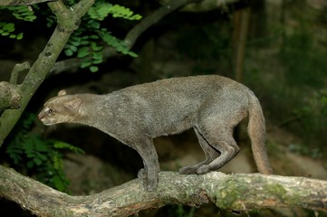 Wall Mural - Jaguarundi, herpailurus yaguarondi, Adult standing on Branch