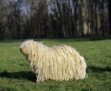 Fototapeta Konie - Hungarian Puli Dog, Adult standing on Grass