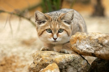 Wall Mural - Sand Cat, felis margarita, Adult among Rocks