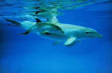 Wall Mural - bottlenose dolphin, tursiops truncatus, female with calf