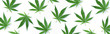Pattern of hemp or cannabis leaves isolate on white background. Top view. Flat lay. Close up of fresh cannabis leaves for your design. Banner