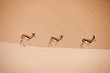 Springbok, antidorcas marsupialis, Adults walking on Sand, Namib Desert in Namibia