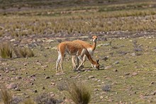 Vicuna, Vicugna Vicugna, Pampas Galeras Reserve In Peru