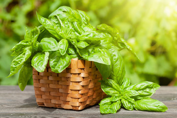 Canvas Print - Fresh basil herb in basket