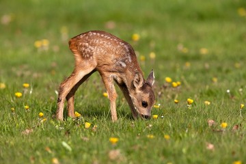 Sticker - Roe Deer, capreolus capreolus, Fawn with Flowers, Normandy