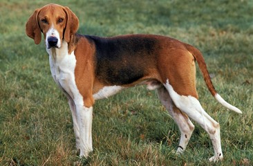 Wall Mural - poitevin dog, male standing on grass