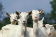 Saanen Goat, Herd of Females