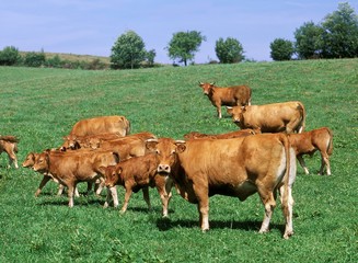 Wall Mural - Limousin Domestic Cattle, Cows and Calves