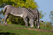 Grevy's Zebra, Equus Grevyi