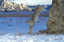 Bobcat, Lynx Rufus, Adult Jumping From Rock, Canada