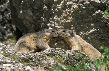 Alpine Marmot, marmota marmota, Adults standing on Rocks, Vanoise in the South East of France