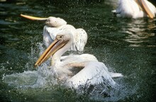 Great White Pelican, Pelecanus Onocrotalus, Adult Having Bath