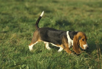 Artesian Norman Basset or Basset Artesian Normand, Adult walking on Grass