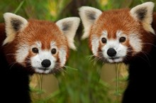 Red Panda, Ailurus Fulgens, Portrait Of Adults