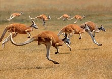 Red Kangaroo, Macropus Rufus, Australia, Group Running
