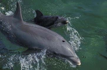 Wall Mural - Bottlenose Dolphin, tursiops truncatus, Mother and Calf at Surface