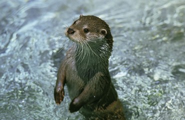 Wall Mural - european otter, lutra lutra, adult standing in river