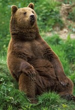 Brown Bear, Ursus Arctos, Adult Sitting
