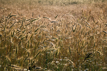 golden ripe wheat on  bright sunny summer day. cereal field of ripe wheat in bright sunlight, against  blue sky. ripe ears of wheat, with golden grains and long tendrils.