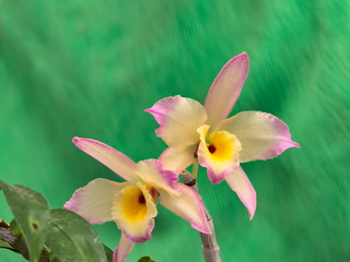 branch of orchids with two flowers with white and purple petals and yellow kernels, under a blurred green background.