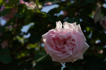 Light Pink Flower of Rose 'Conrad Ferdinand Meyer' in Full Bloom
