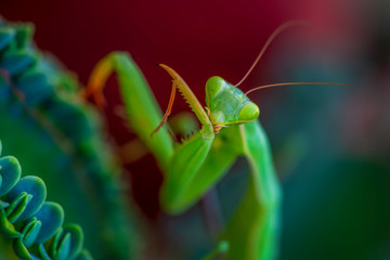 Close up of pair of Beautiful European mantis ( Mantis religiosa )