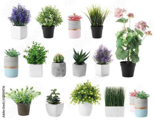 Cuadros en Lienzo Set of artificial plants in flower pots isolated on white