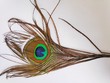 Beautiful peacock feather on white background