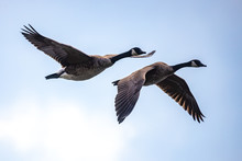 Canada Geese Pair In Flight
