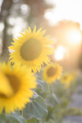 Sunflower in full bloom with its yellow petals at sunset. Sunflower flower for pipes.