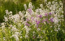 Flowers In The Meadow Pink And White