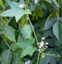 Echinocystis Lobata Or Wild Cucumber 