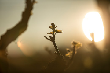 partial silhouette of new leaves on grape vines during golden hour. Springtime in Wine Country.