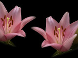 Fototapeta Kwiaty - Piękne różowe lilie na czarnym tle.  Kwiaty kielichy zbliżenie. 