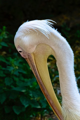 Sticker - Great white pelican (Pelecanus onocrotalus) also known as eastern white or rosy pelican