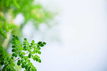 Wall Mural - Closeup beautiful nature view of green leaf on blurred greenery and white sky background in garden with copy space using as background natural green plants landscape, ecology, fresh wallpaper concept.