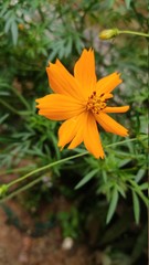 Sulphur cosmos and petal, orange, park, yellow Flowers