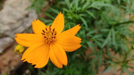 Sulphur cosmos and petal, orange, park, yellow Flowers