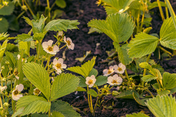 The landscape of my strawberry garden with a sunrise.