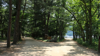 Wall Mural - path in the park