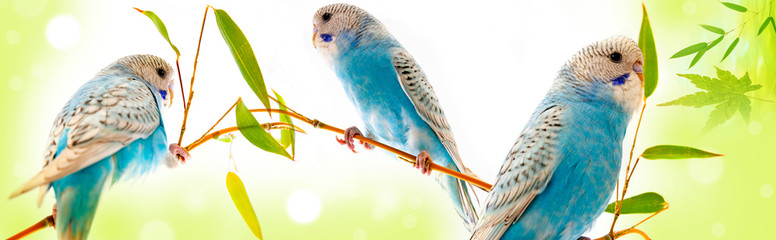 little blue wavy parrot on white background isolated