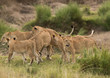 Mother and cubs, Masai Mara