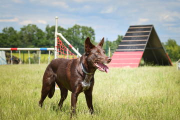 Portrait of border collie in agility park. She is looking on her big sister.