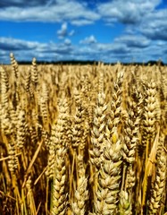 Golden field of wheat and blue sky