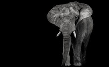 African Elephant On A Dark Background