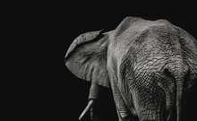 View From The Back Of An African Elephant On A Dark Background