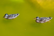 Two Duck Swimming In Green Water